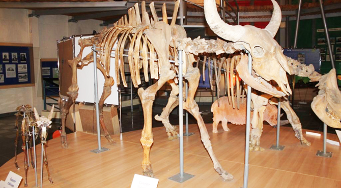 at the mammoth museum.jpg