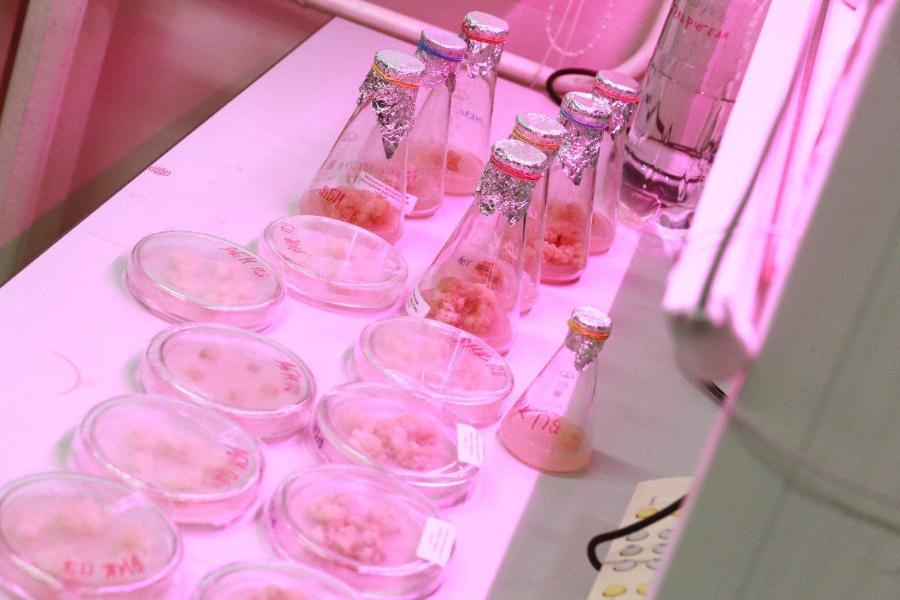  Молодые ученые СВФУ изучают каллусы дикорастущих растений Якутии в качестве субстанций растительного лекарственного сырья 