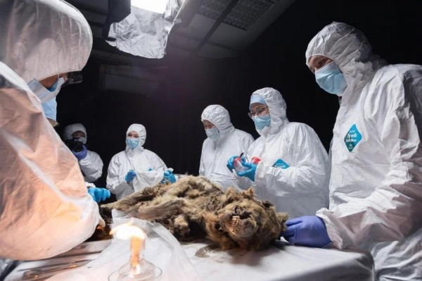 В СВФУ провели аутопсию древнего волка возрастом более 44 тысяч лет 